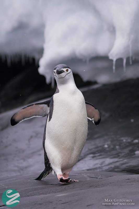 عکس پنگوئن