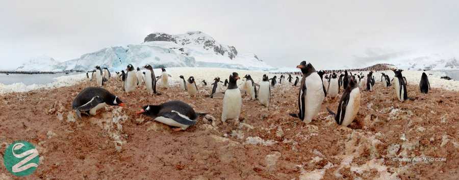 تصاویر پنگوئن های قاره جنوبگان