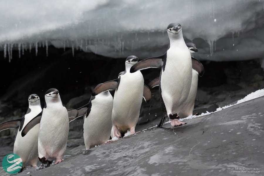 تصاویر پنگوئن های قاره جنوبگان