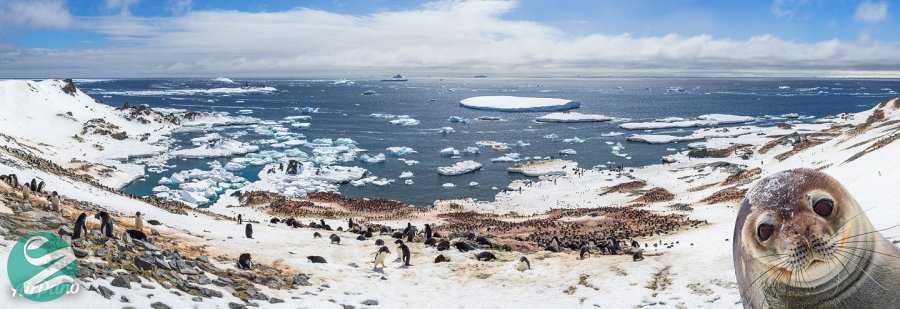 تصاویر پنگوئن های قاره جنوبگان