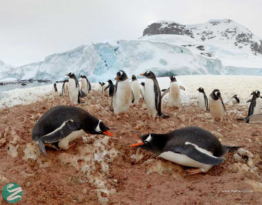تصاویر پنگوئن های قاره جنوبگان