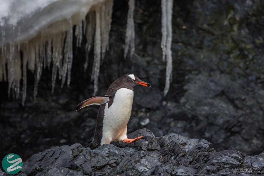 تصاویر پنگوئن های قاره جنوبگان