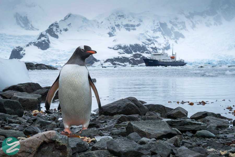 تصاویر پنگوئن های قاره جنوبگان