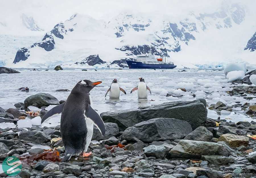 تصاویر پنگوئن های قاره جنوبگان