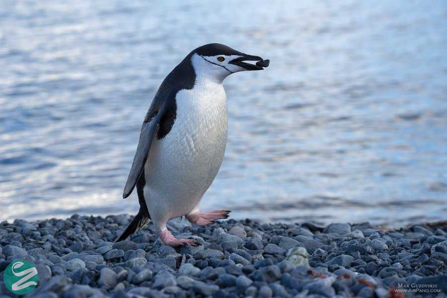 تصاویر پنگوئن های قاره جنوبگان