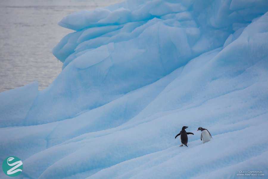 تصاویر پنگوئن های قاره جنوبگان
