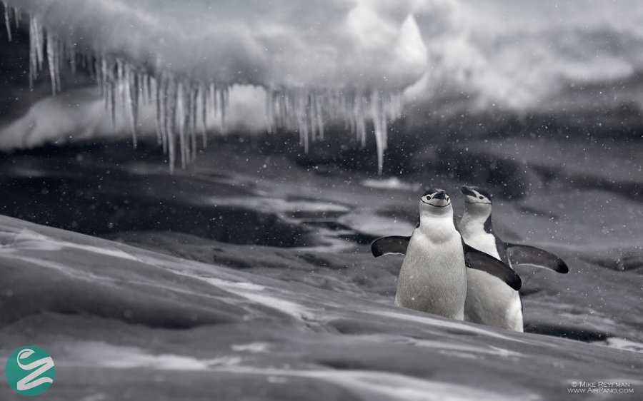 تصاویر پنگوئن های قاره جنوبگان