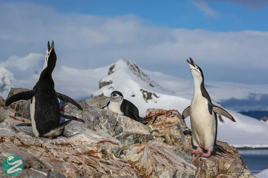 تصاویر پنگوئن های قاره جنوبگان
