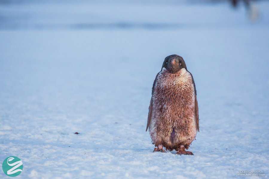 تصاویر پنگوئن های قاره جنوبگان