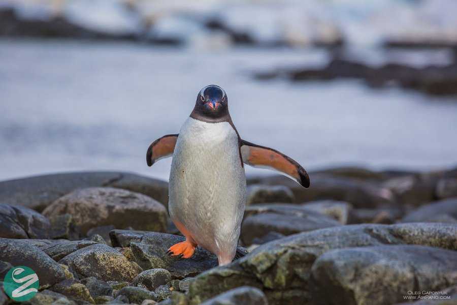 تصاویر پنگوئن های قاره جنوبگان