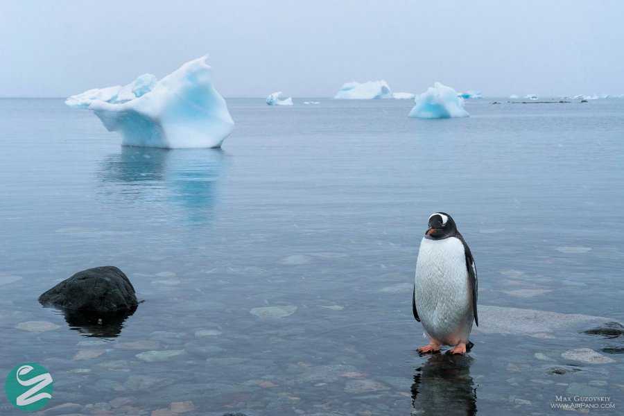 تصاویر پنگوئن های قاره جنوبگان