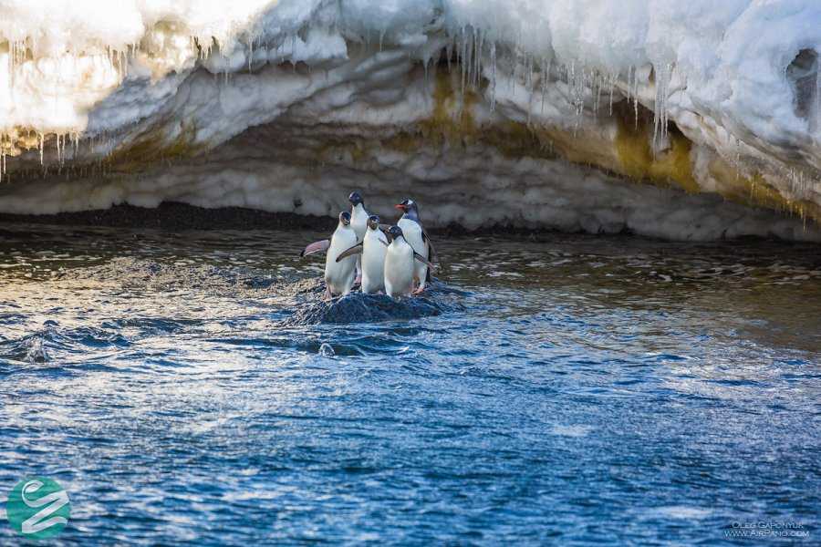 تصاویر پنگوئن های قاره جنوبگان