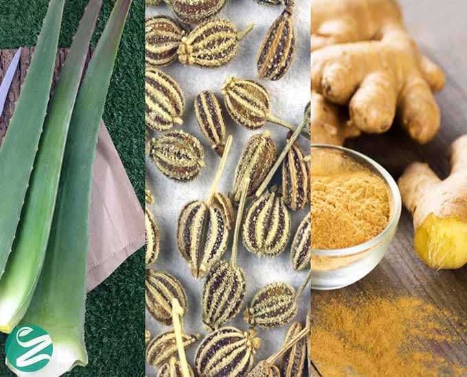 3 گیاه دارویی با 15 خواص شگفت انگیز (زنجبیل، زنیان، آلوئه ورا)