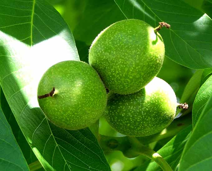 نهال گردو چندلر پرفروشترین نهال گردو ! + پیشنهاد ویژه