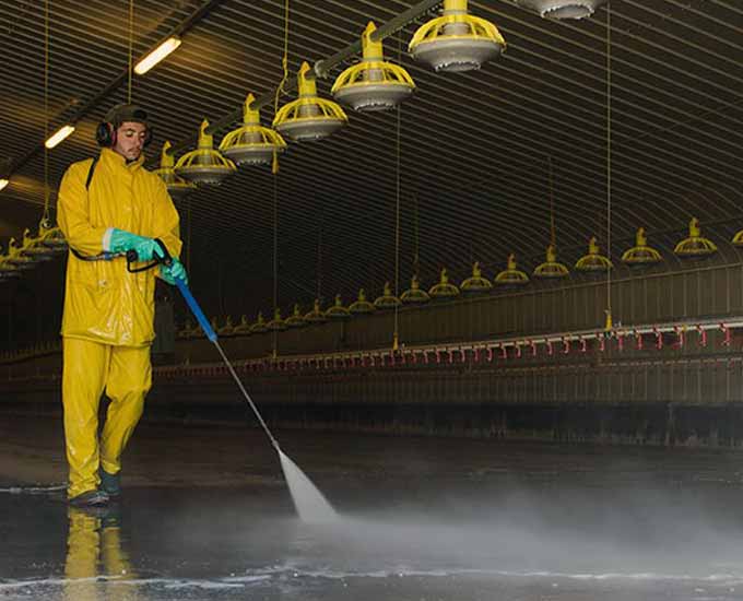 آموزش صحیح ضدعفونی کردن سالن و تجهیزات مرغداری