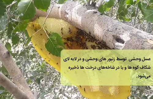 تصویر عسل کوهی تصویر عسل کوهی