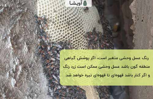 رنگ عسل وحشی رنگ عسل وحشی