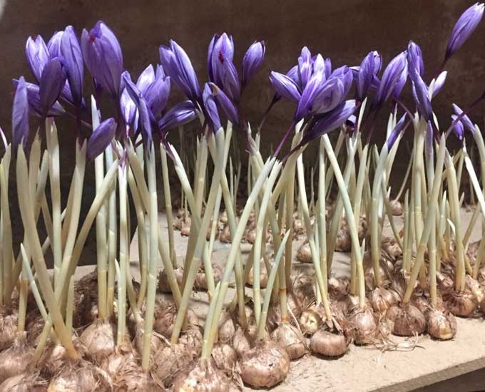 معرفی روش های کشت زعفران در گلخانه ( کشت ایروپونیک + هیدروپونیک)