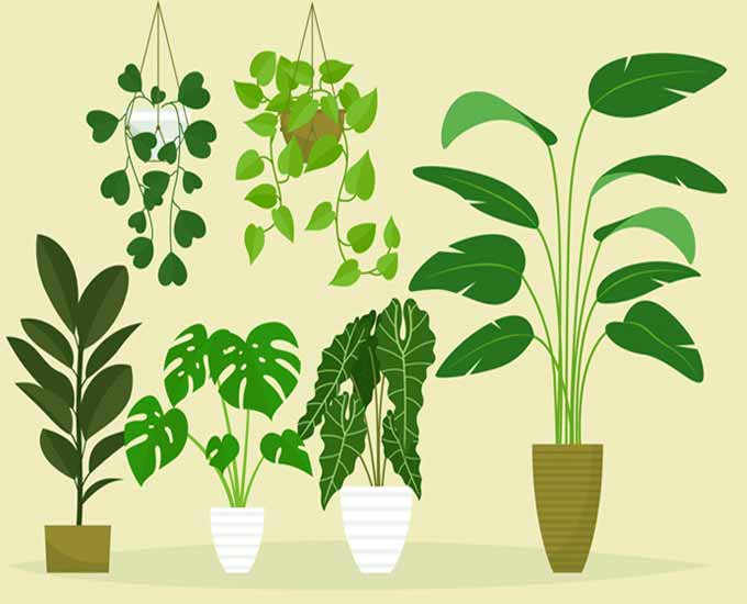 کدام گیاهان آپارتمانی به کم آبی مقاوم هستند؟