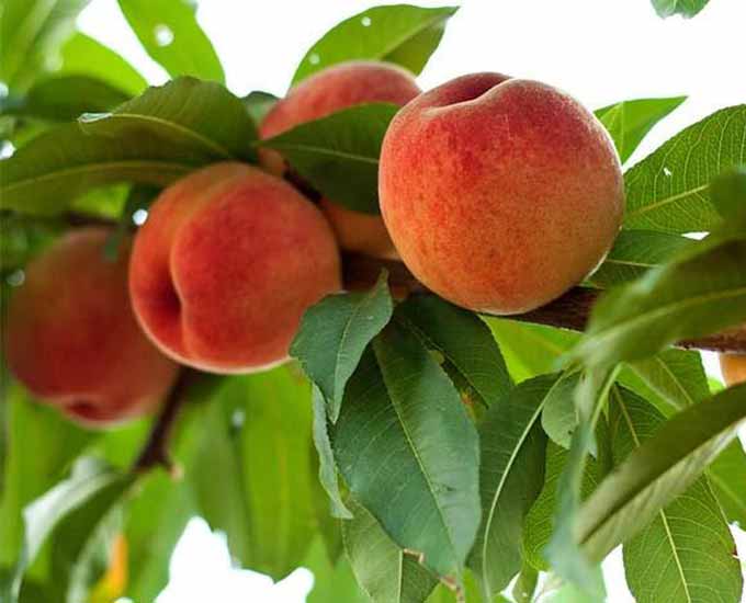 افزایش میزان آبیاری در باردهی نهال هلو اهمیت دارد؟