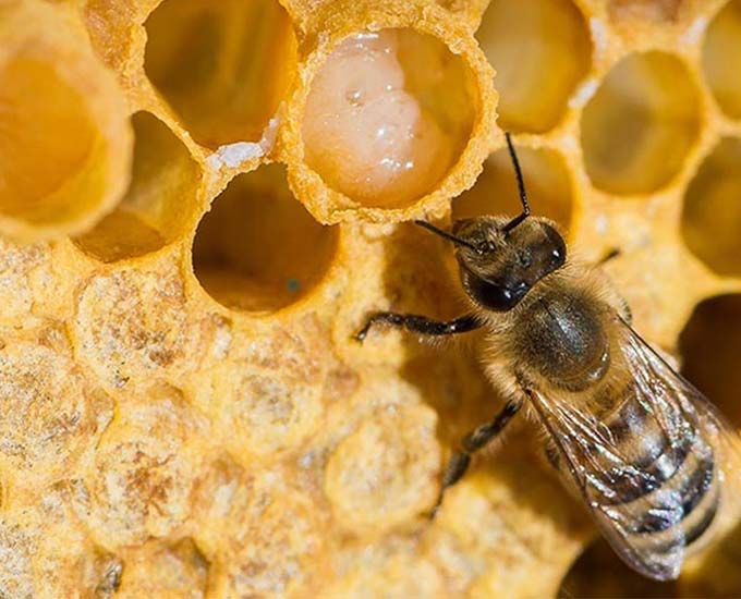 ژل رویال، معجزه سلامتی قرن 21