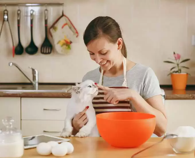 5 روش تهیه غذای خانگی برای گربه
