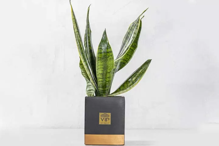 خرید گیاه برای روز پدر