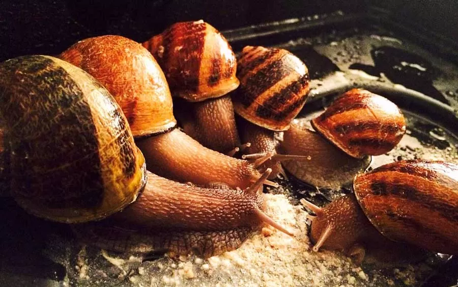 معرفی موسسه کارآفرینی و کسب و کار خانگی