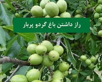 3 راز مهم برای داشتن باغ گردو پربار!