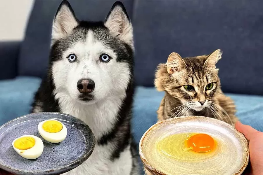همه‌چیز درباره غذای کلسیم‌دار برای گربه و سگ