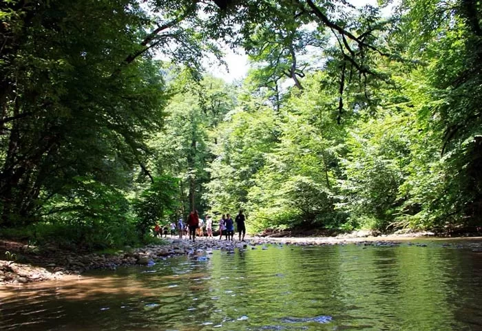 طبیعت جنگل جیغ