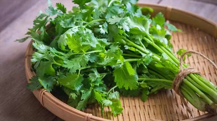 گیاه گشنیز