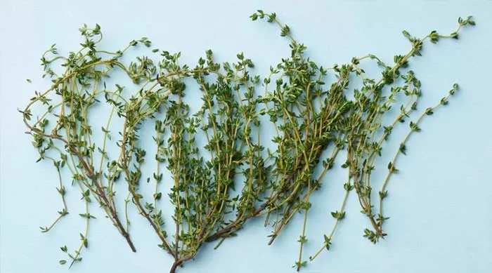 گیاه آویشن