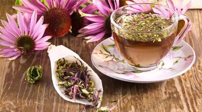 گیاه اکیناسه