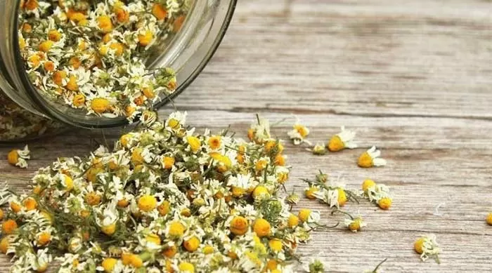 گیاه بابونه