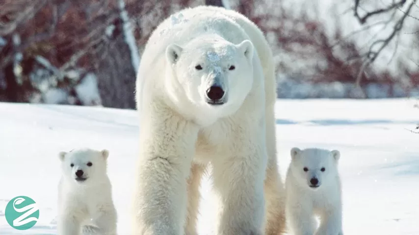 خرس قطبی ازجمله موجوداتی است که در قطب شمال زندگی می&zwnj;کند