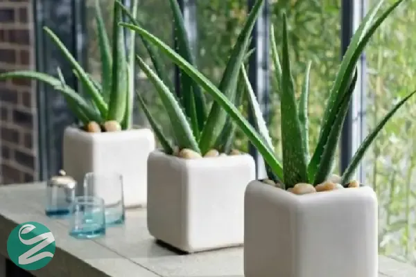 گل آلوئه ورا برای اتاق خواب