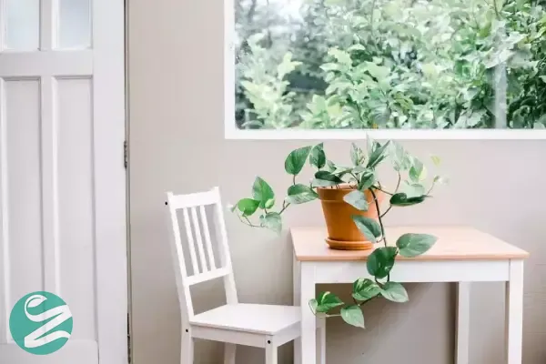 پوتوس ابلق برای اتاق خواب