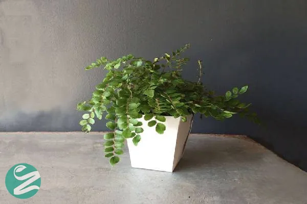 سرخس دکمهای لیمویی (Button Fern)