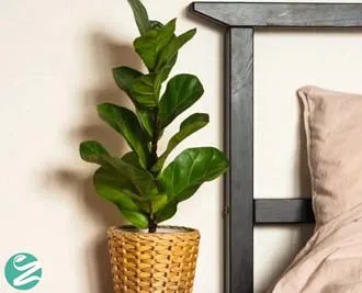 28 گل و گیاه مناسب اتاق خواب؛ از گیاهان کم‌نور تا تصفیه‌کننده‌های قوی هوا