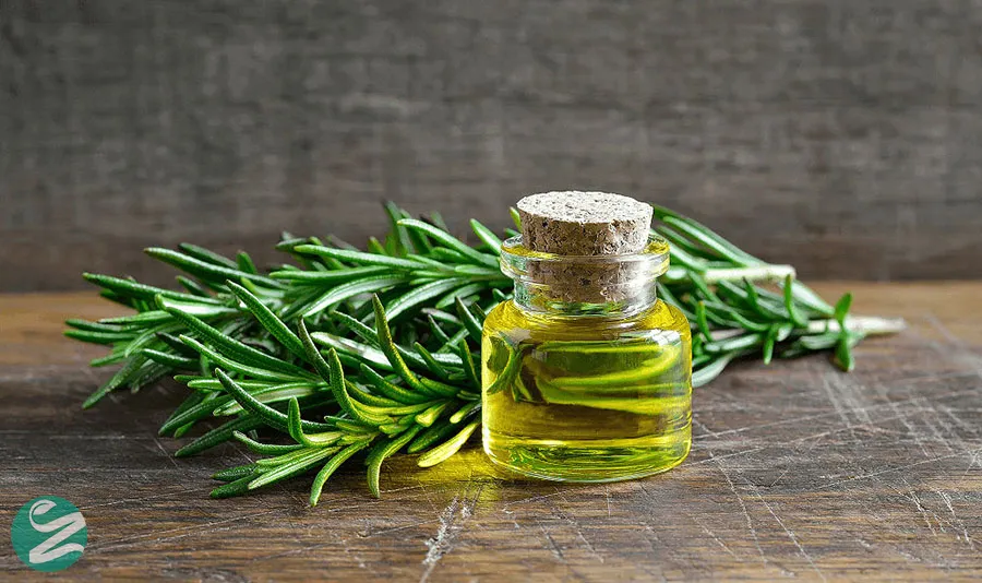 روغن سوسن اصغر (کالاموس) (CALAMUS)؛ آرام‌بخش و تقویت‌کننده حافظه