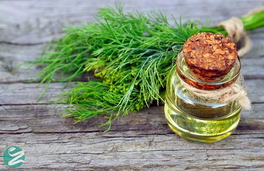 روغن شوید (DILL)؛ آرام‌بخش معده و ضد اسپاسم