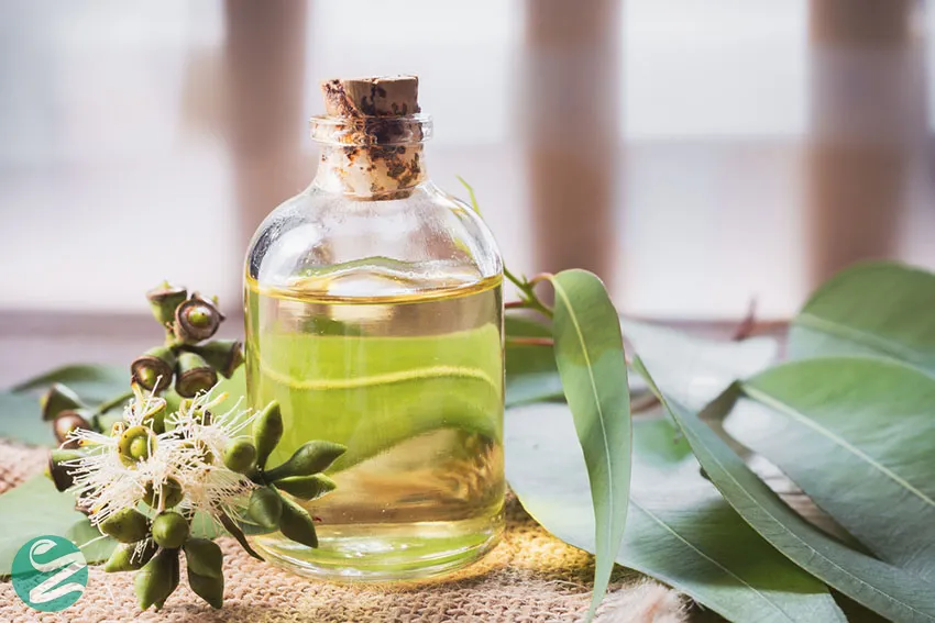 روغن اکالیپتوس (EUCALYPTUS)؛ ضدالتهاب و ضد درد تنفسی