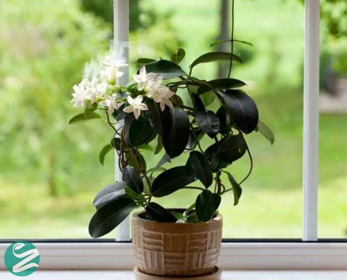 15 گل آپارتمانی زیبا برای تزیین خانه + راهنمای نگهداری
