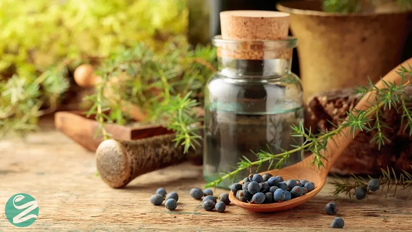 روغن سرو کوهی (JUNIPER)؛ سمزدا و ضدالتهاب
