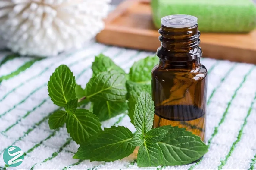 روغن نعناع تند (SPEARMINT)؛ ملایم‌تر از نعناع معمولی