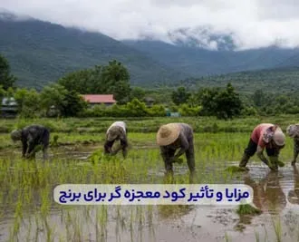بررسی مزایا و تأثیر کود معجزه گر برای برنج