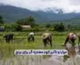 بررسی مزایا و تأثیر کود معجزه گر برای برنج
