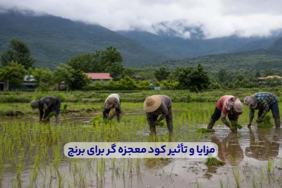 بررسی مزایا و تأثیر کود معجزه گر برای برنج