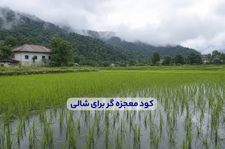 بررسی تأثیر واقعی کود معجزه گر بر برنج و شالی
